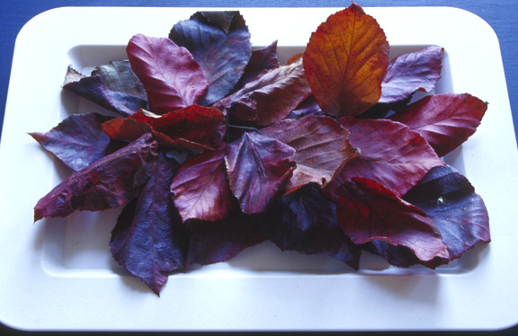 Red Leaves On A White Tray, Photo.