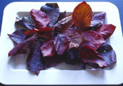 Red Leaves On A White Tray, Photo.