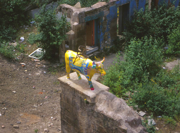 Cow In The Ruins Of The Cowgate, Photo.