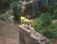 Cow In The Ruins, Cowgate, Photo.